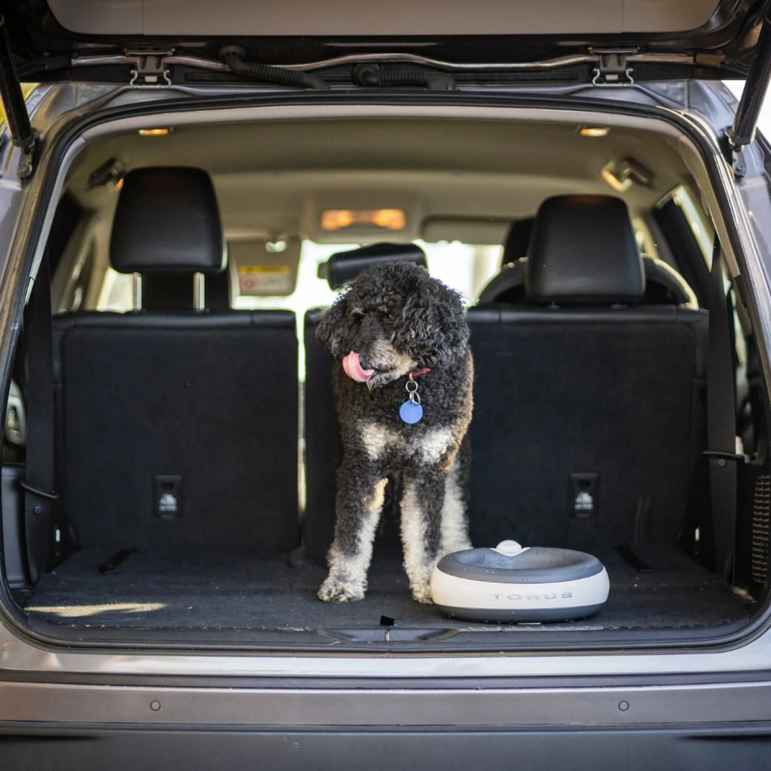 Torus Pet Filtered Dog & Cat Water Bowl 8 Torus Pet Filtered Dog & Cat Water Bowl - Image 8