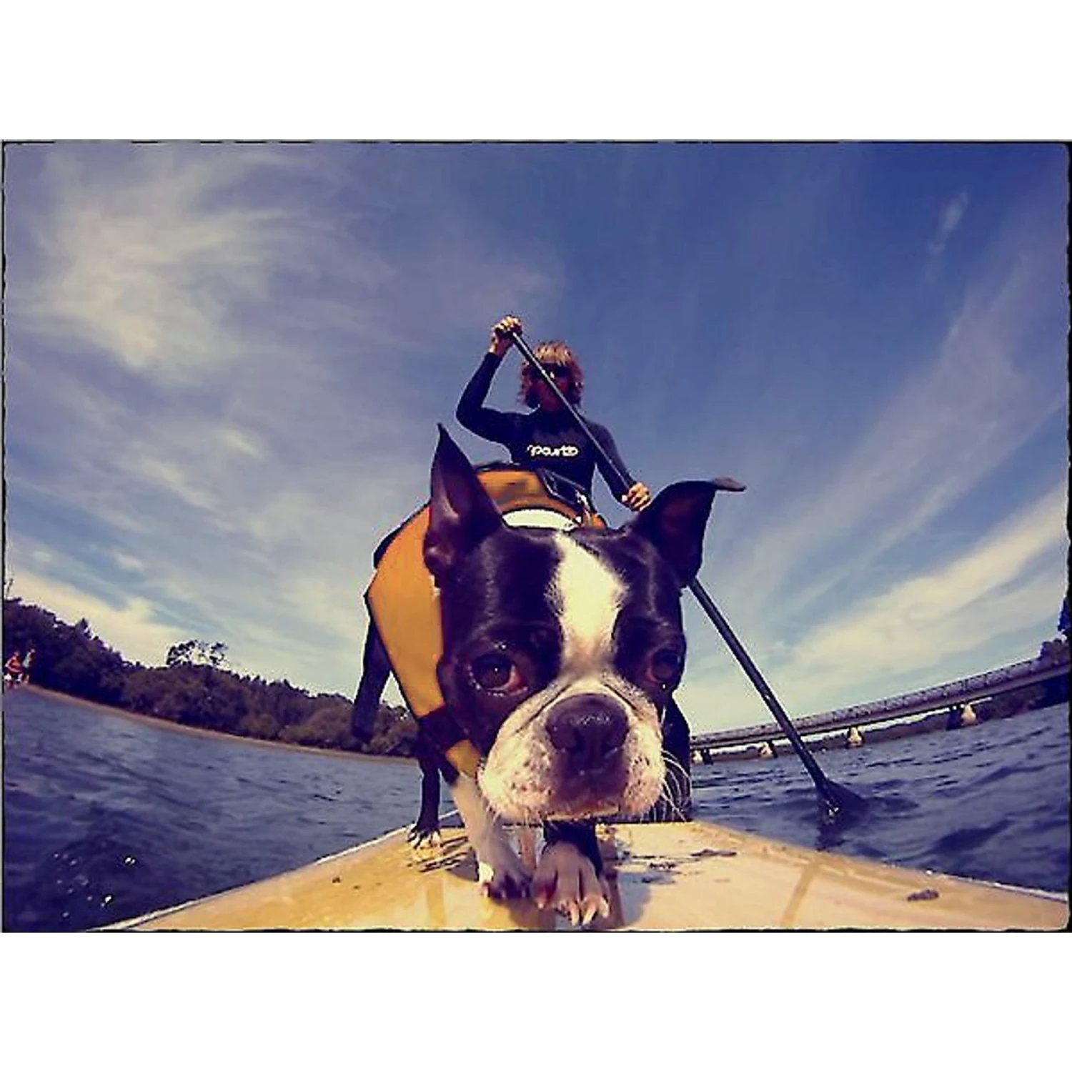 EzyDog Doggy Flotation Device Life Jacket 5 EzyDog Doggy Flotation Device Life Jacket - Image 5