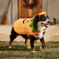 Frisco Pumpkin Dog & Cat Costume 16 Frisco Pumpkin Dog & Cat Costume -Pup Haven Sales Store 144446 PT7. AC SS1800 V1567180408