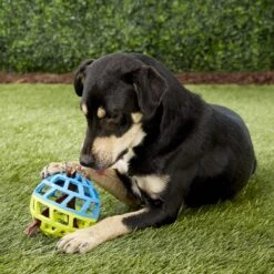 Nerf Dog EXO Treat Dispensing Ball Dog Toy 13 Nerf Dog EXO Treat Dispensing Ball Dog Toy -Pup Haven Sales Store 148523 PT5. AC SS1800 V1531937556