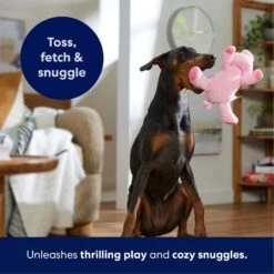 Frisco Corduroy Plush Squeaking Pig Dog Toy -Pup Haven Sales Store 152832 PT4. AC SS1800 V1695671001