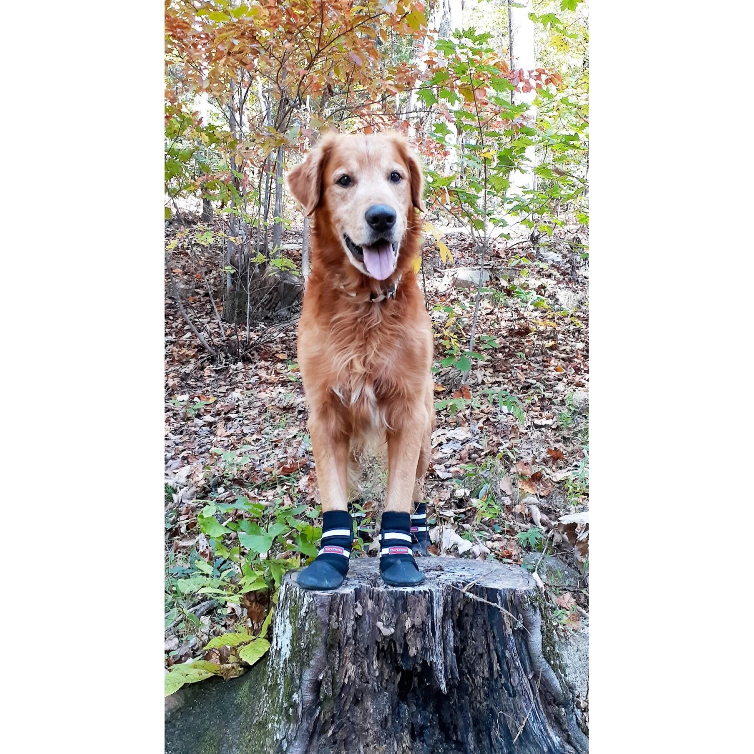 Bark Brite All Weather Reflective Neoprene Dog Boots, 4 Count 6 Bark Brite All Weather Reflective Neoprene Dog Boots, 4 Count - Image 6