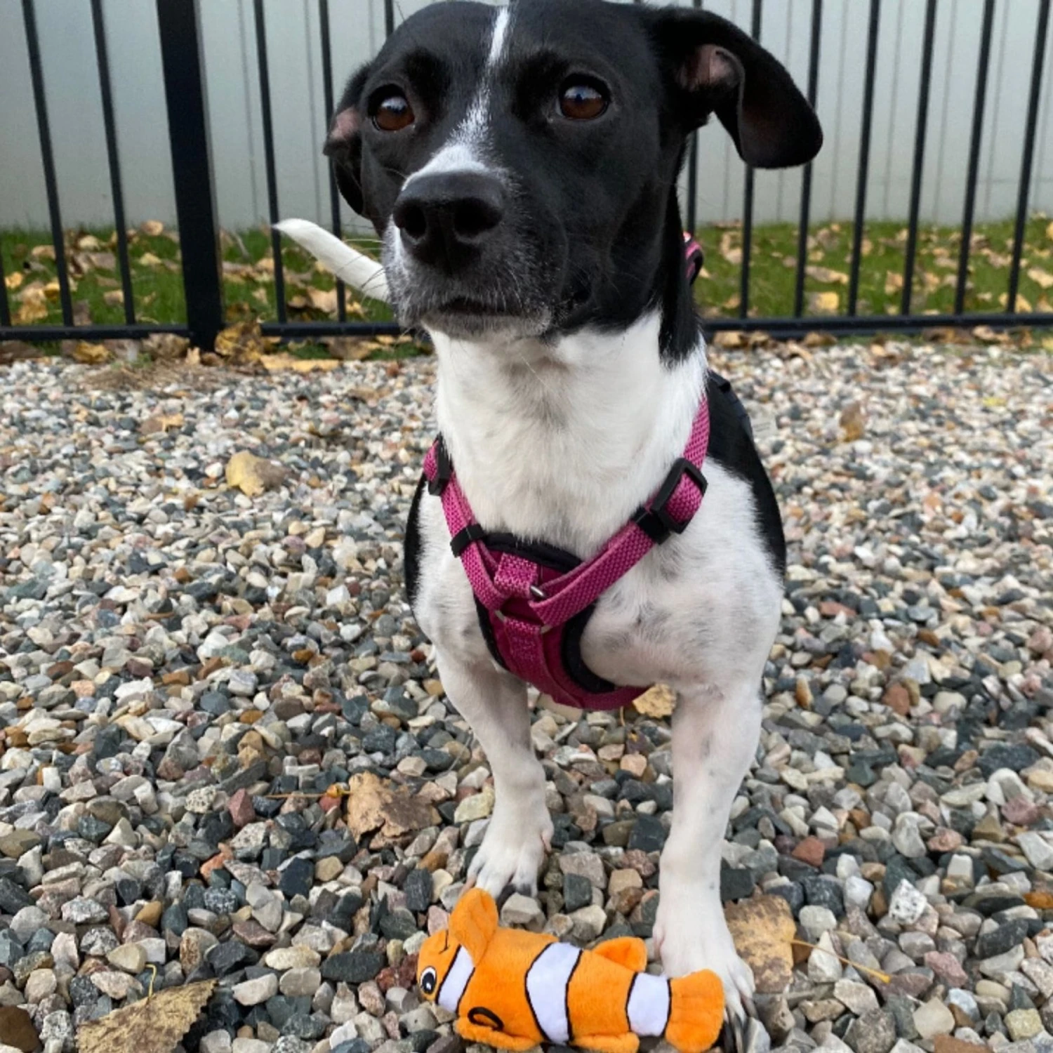 Snuggle Puppy Tender-Tuffs Clownfish Tough Dog Toy 5 Snuggle Puppy Tender-Tuffs Clownfish Tough Dog Toy - Image 5
