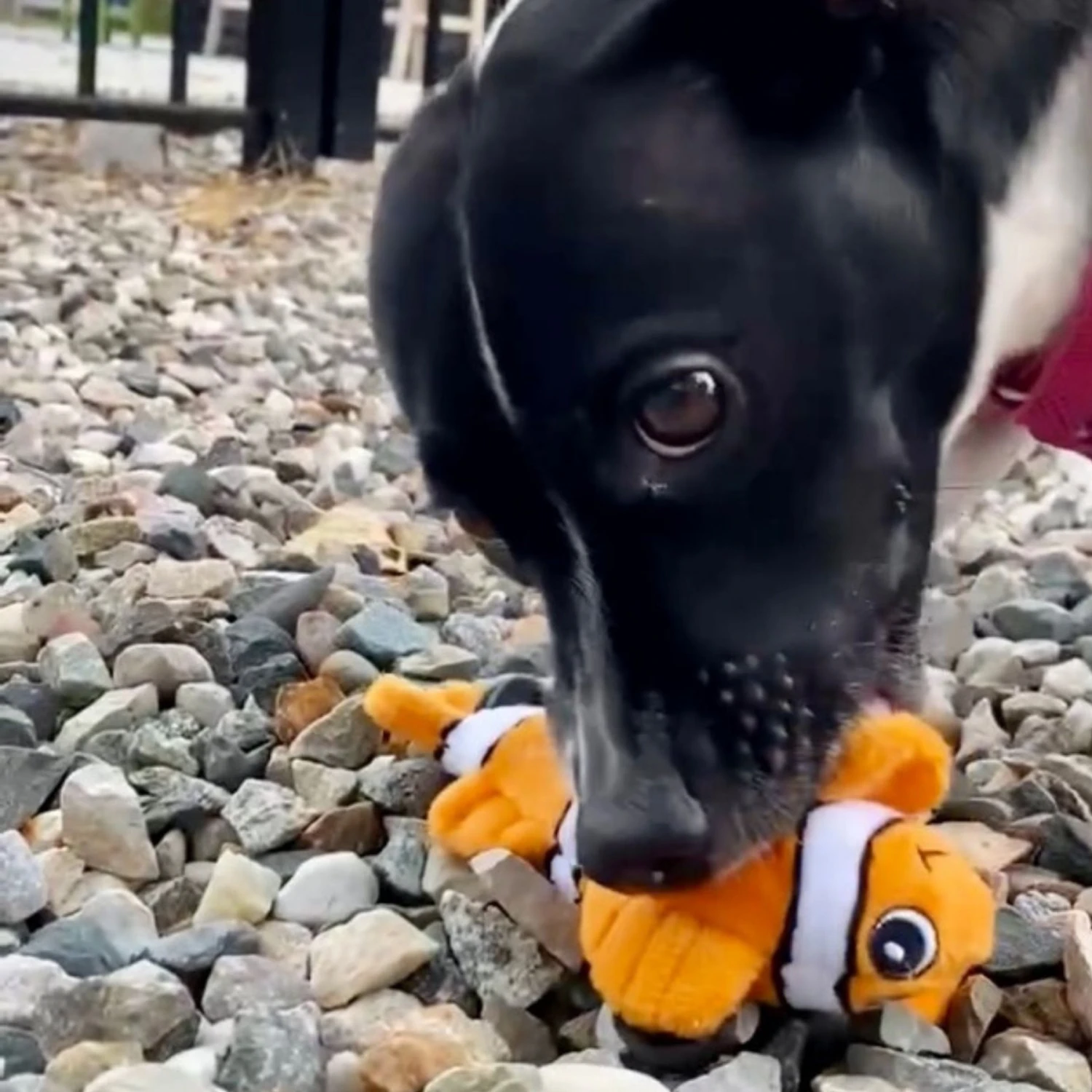 Snuggle Puppy Tender-Tuffs Clownfish Tough Dog Toy 6 Snuggle Puppy Tender-Tuffs Clownfish Tough Dog Toy - Image 6