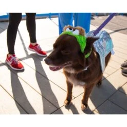 Pet Krewe Sesame Street Oscar The Grouch Dog & Cat Costume 10 Pet Krewe Sesame Street Oscar The Grouch Dog & Cat Costume -Pup Haven Sales Store 157703 PT2. AC SS1800 V1599268557