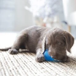 JW Pet Sloth Squeaky Ball Dog Toy, Small 5 JW Pet Sloth Squeaky Ball Dog Toy, Small -Pup Haven Sales Store 182729 PT2. AC SS1800 V1602297074