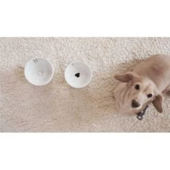 Necoichi Ceramic Elevated Dog Water Bowl, 12-oz 16 Necoichi Ceramic Elevated Dog Water Bowl, 12-oz -Pup Haven Sales Store 183509 PT7. AC SS1800 V1627496173