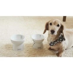 Necoichi Ceramic Elevated Dog Water Bowl, 12-oz 17 Necoichi Ceramic Elevated Dog Water Bowl, 12-oz -Pup Haven Sales Store 183509 PT8. AC SS1800 V1627495582
