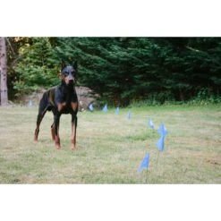 Educator By E-Collar Technologies Educator E-fence Underground Fence Dog Containment System & Boundary Kit -Pup Haven Sales Store 210085 pt5. AC SS1800 V1573683497