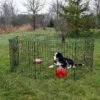 Lucky Dog Wire Dog Exercise Pen With Step-Thru Door