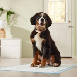 Frisco Premium Giant Printed Dog Training & Potty Pads, 27.5 X 44-in, Unscented 15 Frisco Premium Giant Printed Dog Training & Potty Pads, 27.5 X 44-in, Unscented -Pup Haven Sales Store 227472 PT6. AC SS1800 V1674663313