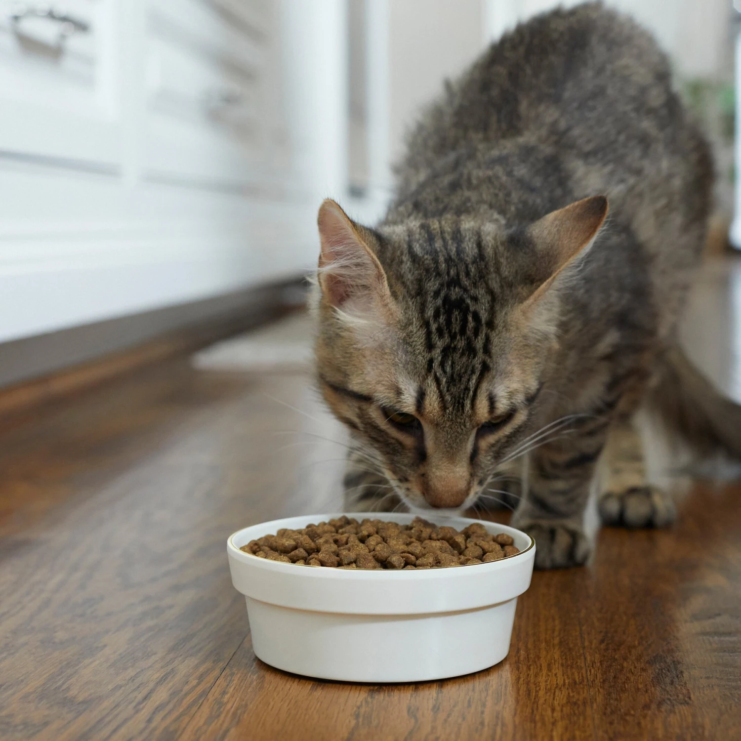 Frisco Gold Trim Melamine Dog & Cat Bowl 3 Frisco Gold Trim Melamine Dog & Cat Bowl - Image 3