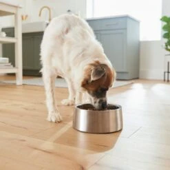 Frisco Insulated Non-Skid Stainless Steel Dog & Cat Bowl 13 Frisco Insulated Non-Skid Stainless Steel Dog & Cat Bowl -Pup Haven Sales Store 261757 PT5. AC SS1800 V1623937435