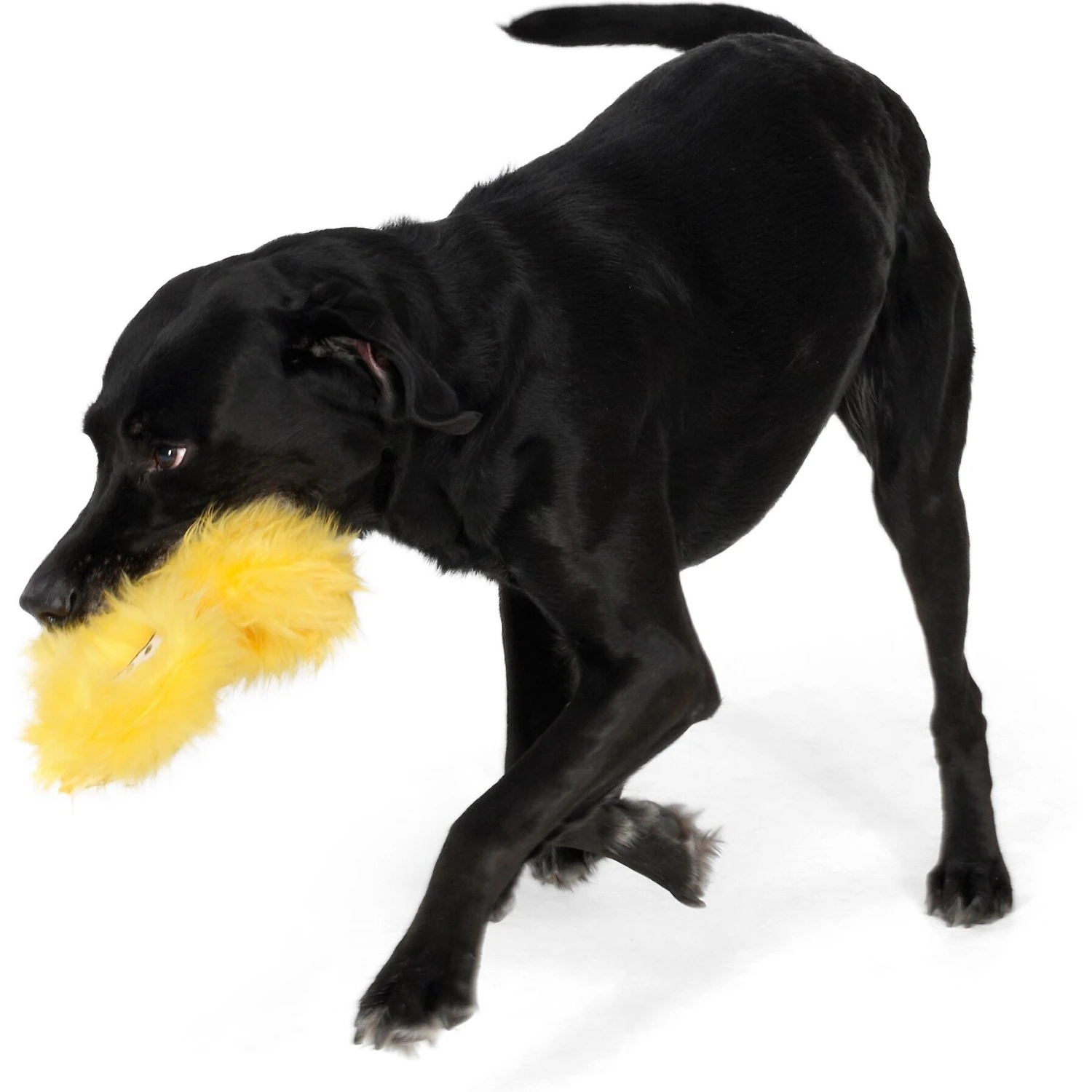 West Paw Froid Squeaky Stuffing-Free Plush Dog Toy 2 West Paw Froid Squeaky Stuffing-Free Plush Dog Toy - Image 2