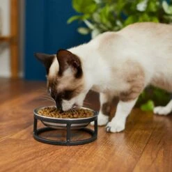 Frisco Elevated Stainless Steel Dish Cat Bowl, 1 Cup 10 Frisco Elevated Stainless Steel Dish Cat Bowl, 1 Cup -Pup Haven Sales Store 277517 PT3. AC SS1800 V1630347977