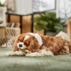 Ethical Pet Bambone & Bamboo Chicken Dog Toy -Pup Haven Sales Store 278517 PT4. AC SS1800 V1682711080