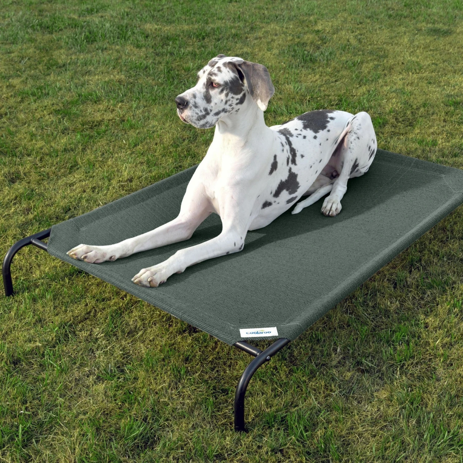 Coolaroo Steel-Framed Elevated Dog Bed 1 Coolaroo Steel-Framed Elevated Dog Bed