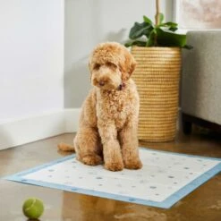 Frisco Fold & Carry Single Door Collapsible Wire Dog Crate & Frisco Premium Extra Large Printed Dog Training & Potty Pads 17 Frisco Fold & Carry Single Door Collapsible Wire Dog Crate & Frisco Premium Extra Large Printed Dog Training & Potty Pads -Pup Haven Sales Store 303438 PT8. AC SS1800 V1623051743