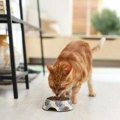 Frisco Animal Design Stainless Steel Dog & Cat Bowl 11 Frisco Animal Design Stainless Steel Dog & Cat Bowl -Pup Haven Sales Store 311960 PT3. AC SS1800 V1642542415