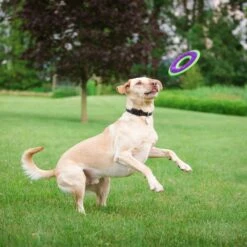 Caitec Outer Armor Ring Dog Toy -Pup Haven Sales Store 315823 PT2. AC SS1800 V1628545608