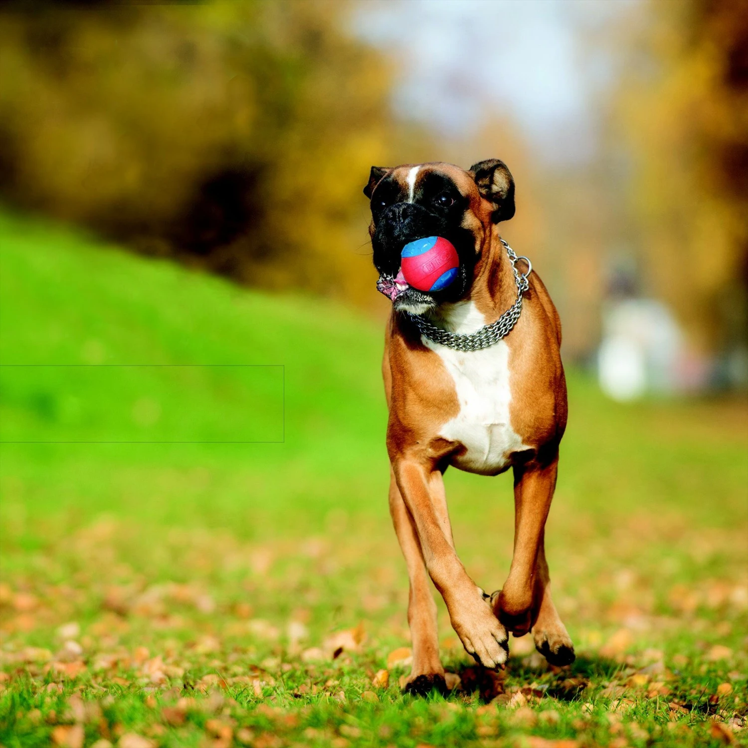 Caitec Outer Armor Ball Dog Toy 3 Caitec Outer Armor Ball Dog Toy - Image 3