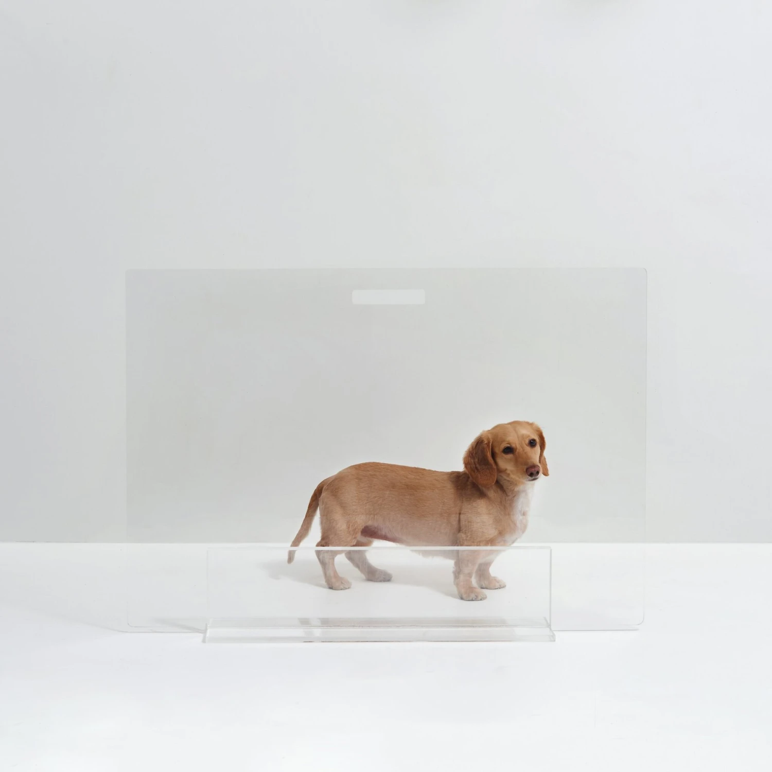 Hiddin Clear View Panel Freestanding Dog Gate 1 Hiddin Clear View Panel Freestanding Dog Gate