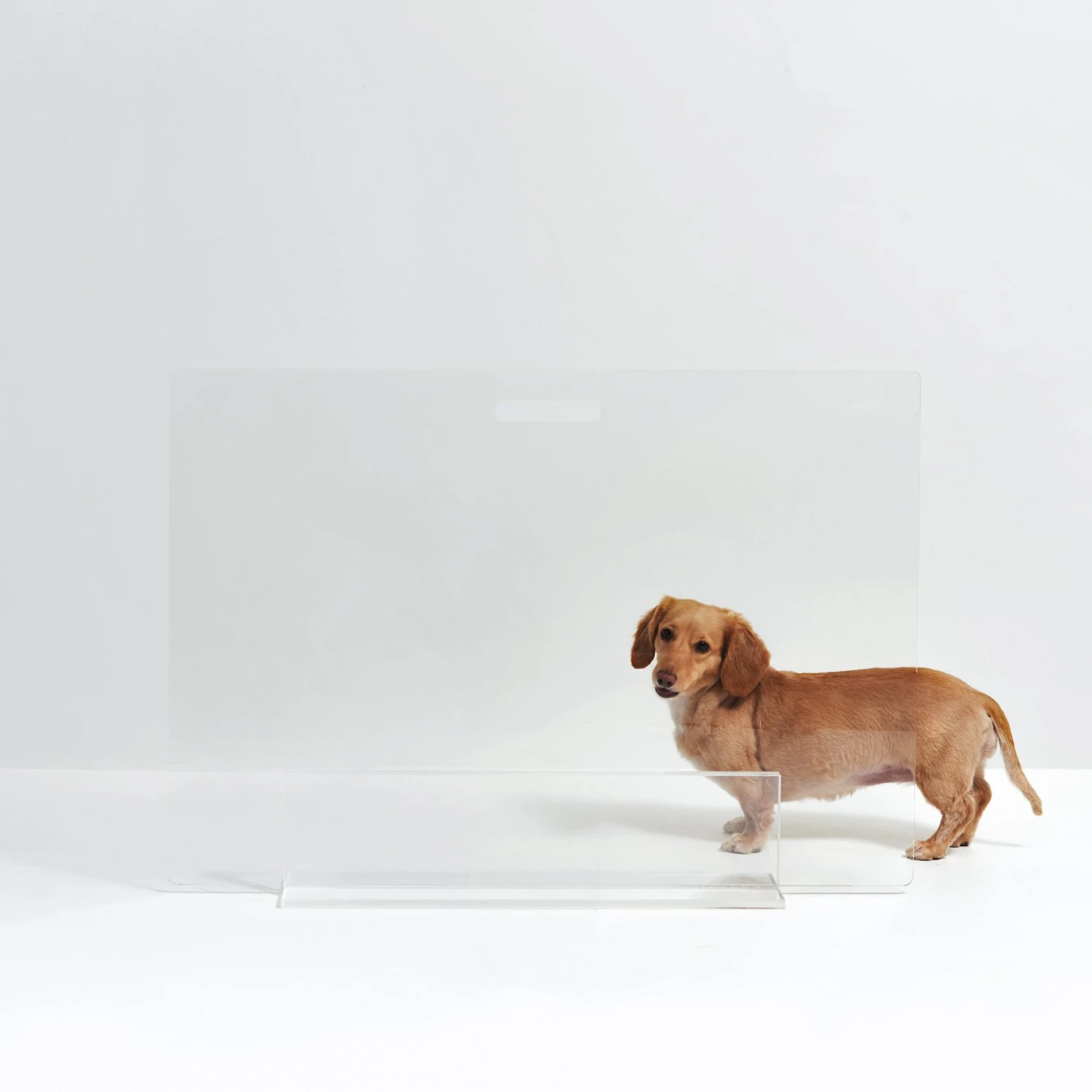 Hiddin Clear View Panel Freestanding Dog Gate 8 Hiddin Clear View Panel Freestanding Dog Gate - Image 8