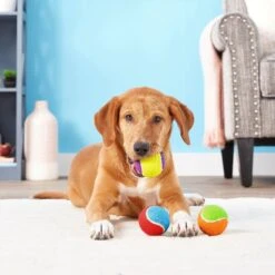 Frisco Fetch Squeaking Colorful Tennis Ball Dog Toy & Project Hive Pet Company Ball Dog Toy 12 Frisco Fetch Squeaking Colorful Tennis Ball Dog Toy & Project Hive Pet Company Ball Dog Toy -Pup Haven Sales Store 319024 PT3. AC SS1800 V1630550869
