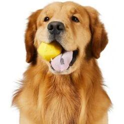 Frisco Fetch Squeaking Colorful Tennis Ball Dog Toy & Project Hive Pet Company Ball Dog Toy 14 Frisco Fetch Squeaking Colorful Tennis Ball Dog Toy & Project Hive Pet Company Ball Dog Toy -Pup Haven Sales Store 319024 PT5. AC SS1800 V1630560973