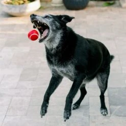 Playology Scented Squeaky Chew Ball Dog Toy & Playology Scented Squeaky Chew Ball Dog Toy 13 Playology Scented Squeaky Chew Ball Dog Toy & Playology Scented Squeaky Chew Ball Dog Toy -Pup Haven Sales Store 319558 PT4. AC SS1800 V1630626690