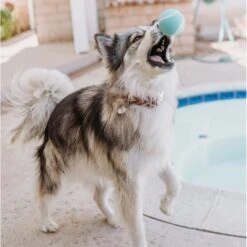 Playology Scented Squeaky Chew Ball Dog Toy & Playology Scented Squeaky Chew Ball Dog Toy 17 Playology Scented Squeaky Chew Ball Dog Toy & Playology Scented Squeaky Chew Ball Dog Toy -Pup Haven Sales Store 319558 PT8. AC SS1800 V1630625472