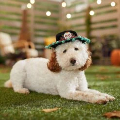 Frisco Day Of The Dead Dog & Cat Hat -Pup Haven Sales Store 334497 PT6. AC SS1800 V1657720139