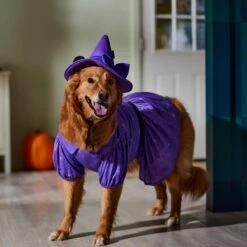 Disney Minnie Mouse Witch Dog & Cat Costume -Pup Haven Sales Store 334755 PT8. AC SS1800 V1657719561