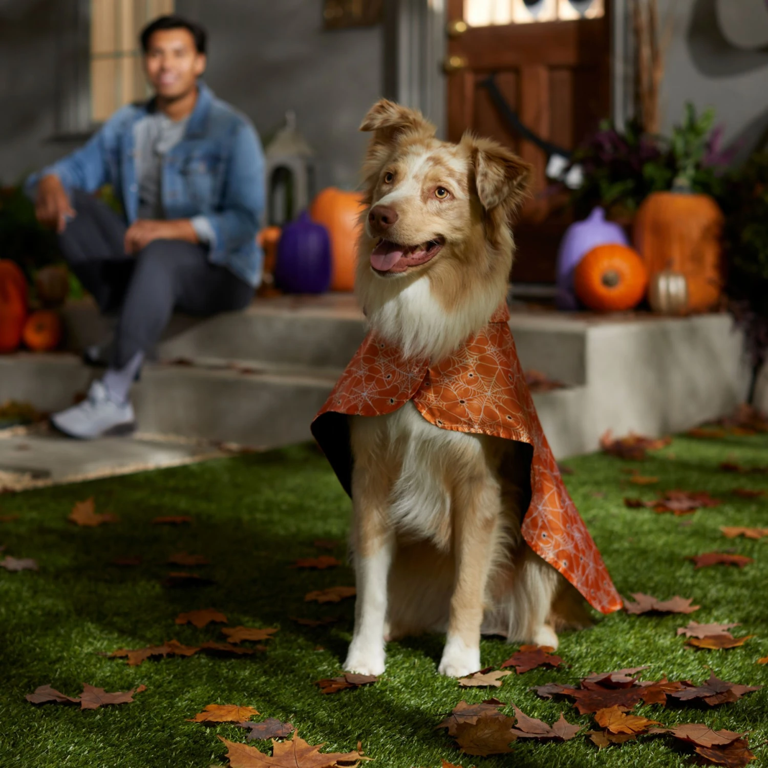 Frisco Spider Webbed Dog & Cat Costume Cape 5 Frisco Spider Webbed Dog & Cat Costume Cape - Image 5