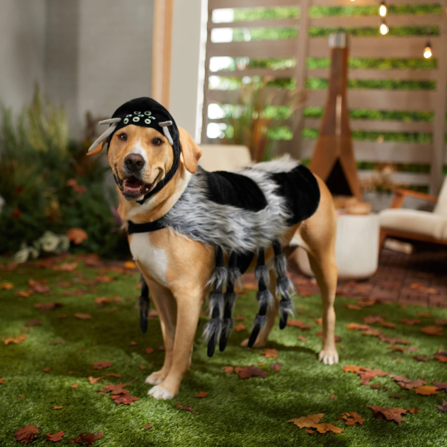 Frisco Spider Dog & Cat Costume 6 Frisco Spider Dog & Cat Costume - Image 6