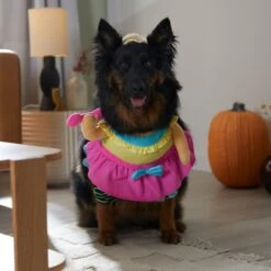 Frisco Front Walking Workout Girl Dog & Cat Costume 14 Frisco Front Walking Workout Girl Dog & Cat Costume -Pup Haven Sales Store 335111 PT7. AC SS1800 V1657656881