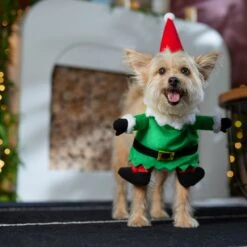 Frisco Front Walking Elf Dog & Cat Costume -Pup Haven Sales Store 357956 PT7. AC SS1800 V1661799329