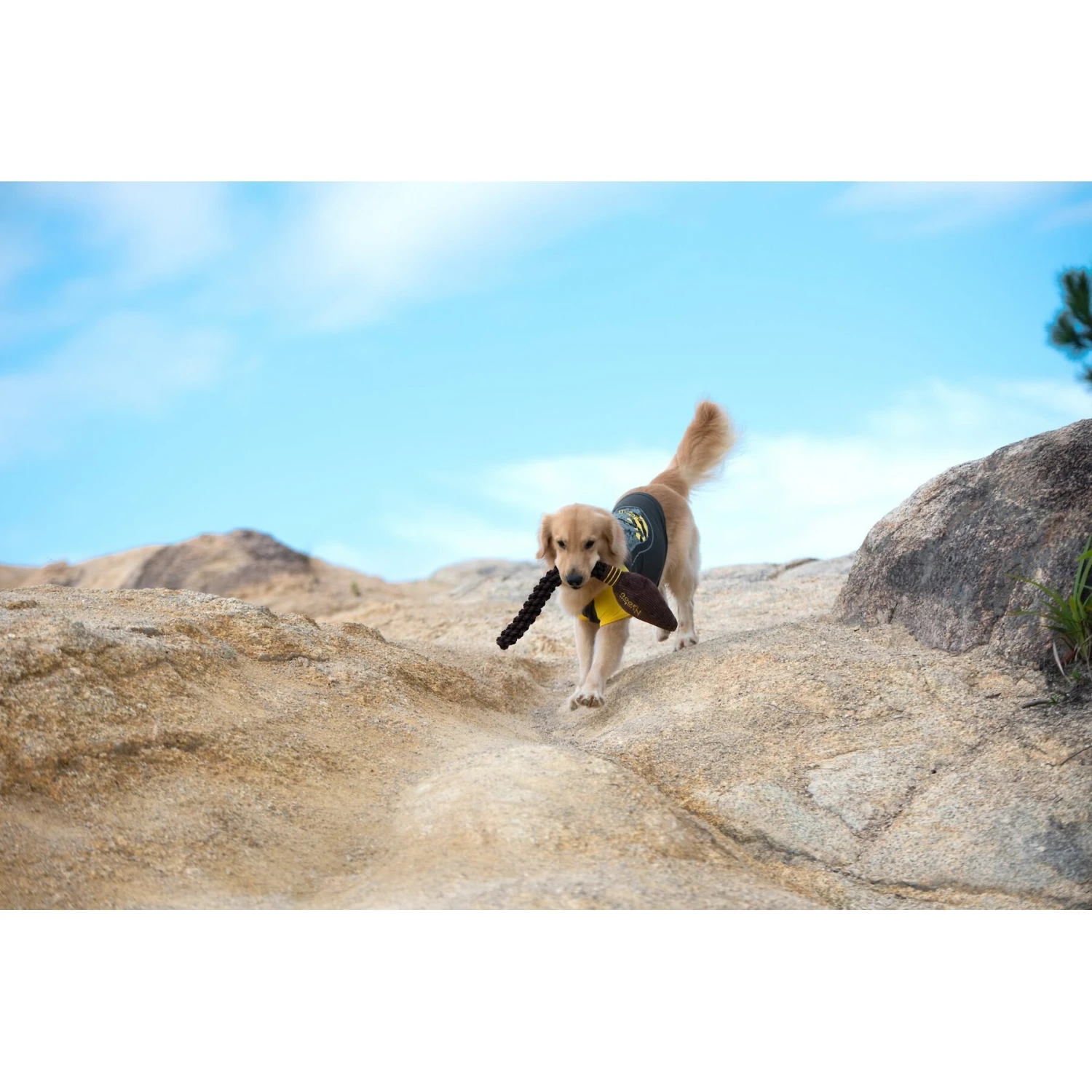 Fetch For Pets Harry Potter Nimbus 2000 Rope Dog Toy 5 Fetch For Pets Harry Potter Nimbus 2000 Rope Dog Toy - Image 5