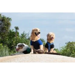 Fetch For Pets Harry Potter Nimbus 2000 Rope Dog Toy 11 Fetch For Pets Harry Potter Nimbus 2000 Rope Dog Toy -Pup Haven Sales Store 367783 PT5. AC SS1800 V1645221244