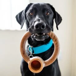 Lumabone Ring-Stuffer Beef Flavor Dog Toy 7 Lumabone Ring-Stuffer Beef Flavor Dog Toy -Pup Haven Sales Store 370193 PT1. AC SS1800 V1646756278