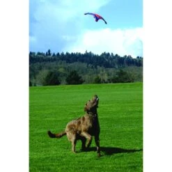 Chuckit! Flying Squirrel Dog Toy, Color Varies 7 Chuckit! Flying Squirrel Dog Toy, Color Varies -Pup Haven Sales Store 53222 PT2. AC SS1800 V1602325859