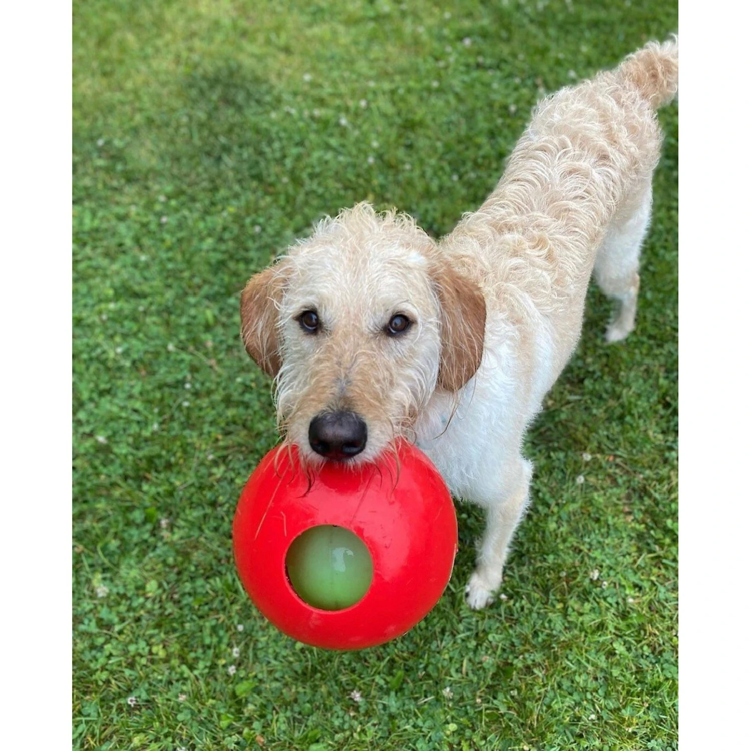 Jolly Pets Teaser Ball Dog Toy, Red 2 Jolly Pets Teaser Ball Dog Toy, Red - Image 2