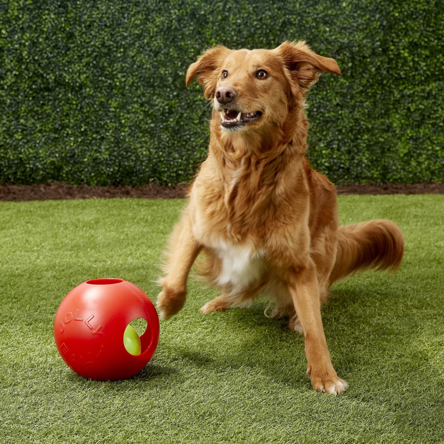 Jolly Pets Teaser Ball Dog Toy, Red 5 Jolly Pets Teaser Ball Dog Toy, Red - Image 5