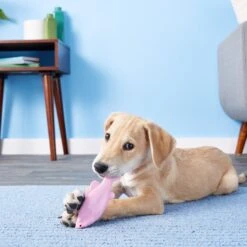 Ruff Dawg FlyingFish Dog Fetch Toy, Color Varies 11 Ruff Dawg FlyingFish Dog Fetch Toy, Color Varies -Pup Haven Sales Store 53808 PT7. AC SS1800 V1515535539