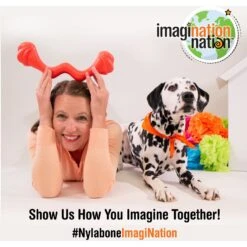 Nylabone Creative Play Stik-GO Interactive Dog Toy, Red -Pup Haven Sales Store 665702 PT7. AC SS1800 V1679081203