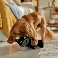 Frisco Halloween Cutie Black Cat Plush Squeaky Dog Toy -Pup Haven Sales Store 668006 PT3. AC SS1800 V1689282512