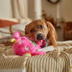 Frisco Halloween Zany Monster Muscle Plush Squeaky Dog Toy 8 Frisco Halloween Zany Monster Muscle Plush Squeaky Dog Toy -Pup Haven Sales Store 668166 PT3. AC SS1800 V1689271301