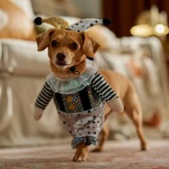 Frisco Front Walking Glitter Clown Dog & Cat Costume -Pup Haven Sales Store 707542 PT7. AC SS1800 V1689278717