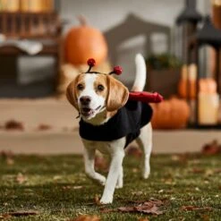 Frisco Glittered Ladybug Dog & Cat Costume 16 Frisco Glittered Ladybug Dog & Cat Costume -Pup Haven Sales Store 708254 PT7. AC SS1800 V1689354959