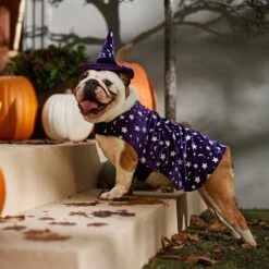 Frisco Cosmic Witch Dog & Cat Costume -Pup Haven Sales Store 708982 PT7. AC SS1800 V1689350987